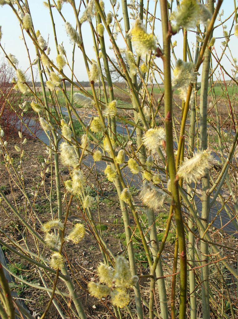 Salix Discolor Pussy Willow Z Heritage Flower Farm