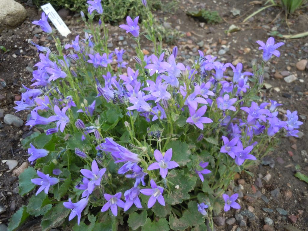 Campanula portenschlagiana Dalmatian bellflower Z 4-8 ...