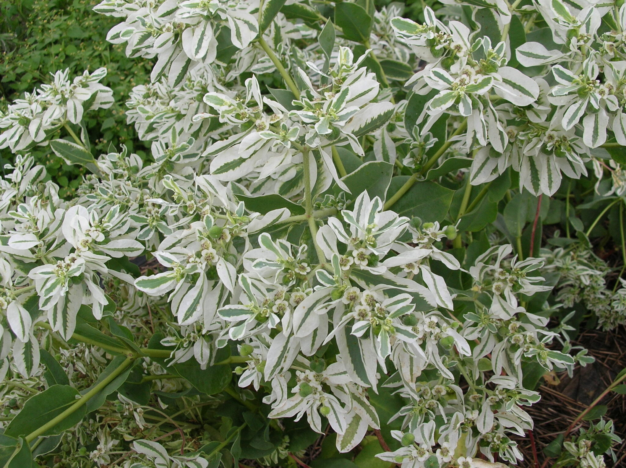 Euphorbia marginata Snow-on-the-mountain reseeding ANNUAL Let seeds ...