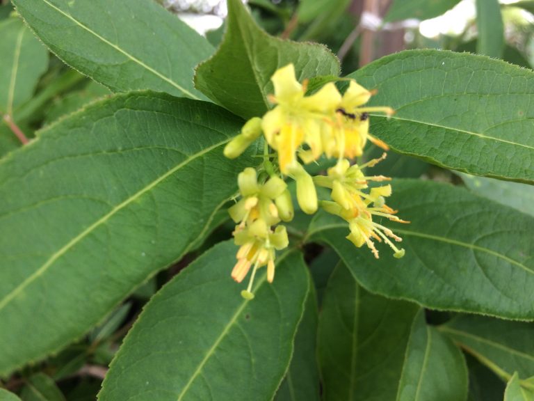 Northern Bush Honeysuckle Diervilla Ionicera Heritage Flower Farm