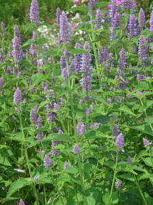 Long Blooming Garden Archives - Heritage Flower Farm