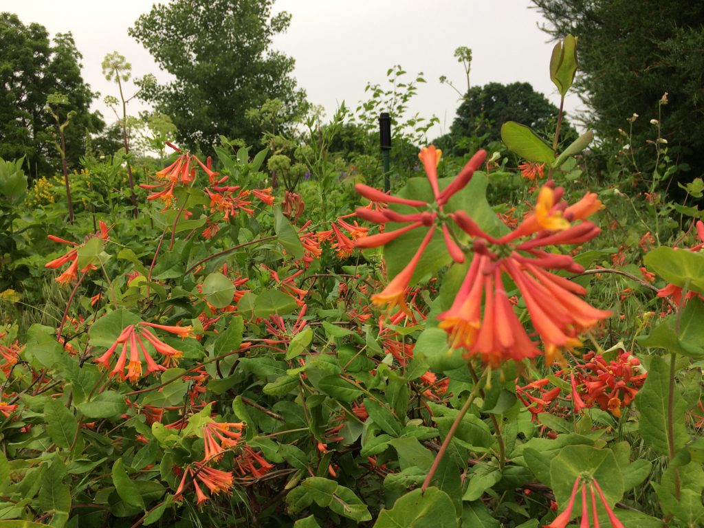 Dropmore Scarlet Trumpet Honeysuckle (Lonicera Brownii)