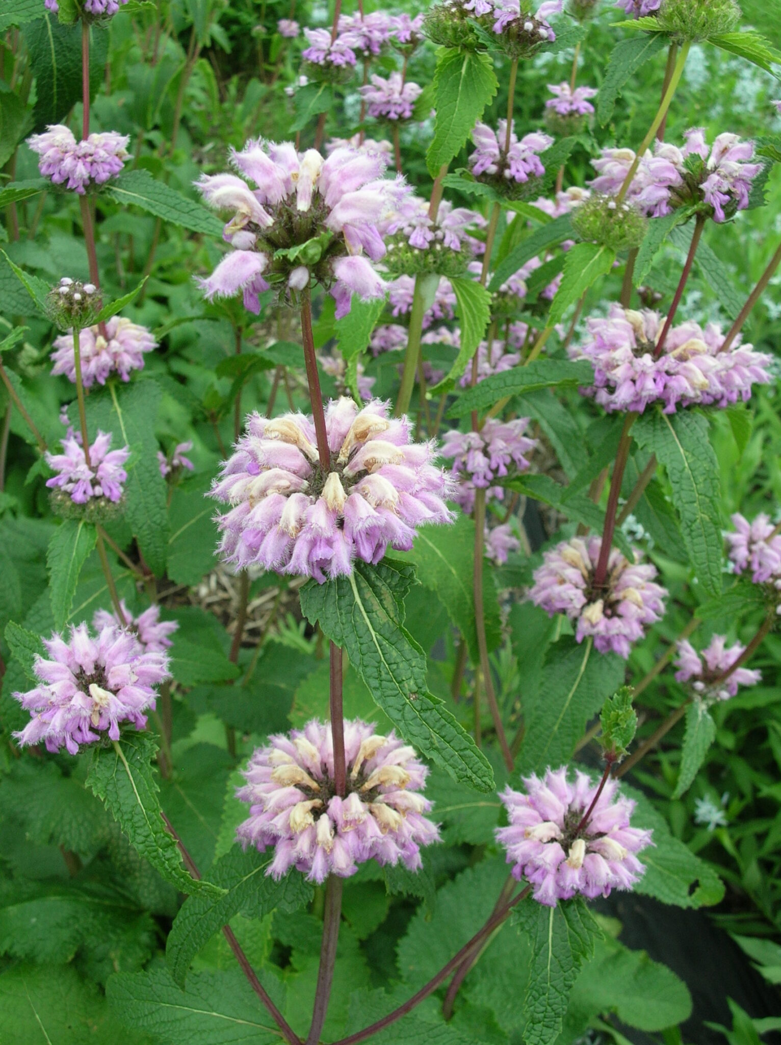 Phlomis tuberosa syn. Phlomoides tuberosa Jerusalem sage Z 5-8 