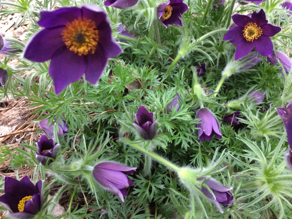 Pulsatilla Vulgaris Pasque Flower Z 4 8 Heritage Flower Farm