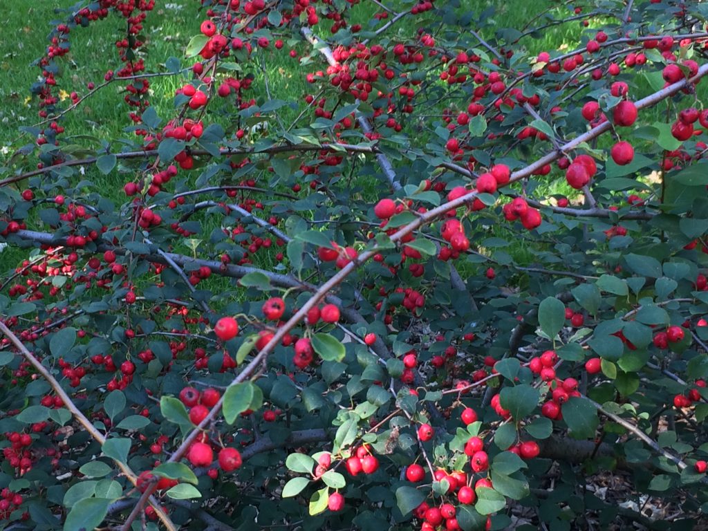 Showy Cotoneaster Cotoneaster Multiflorus Heritage Flower Farm