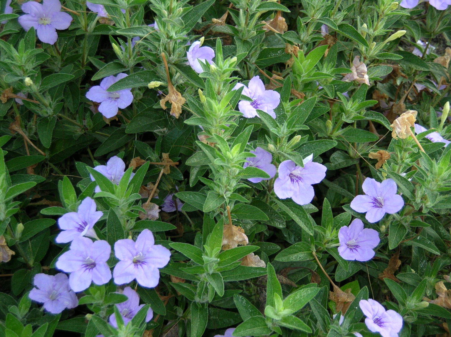 Ruellia humilis Prairie petunia Z 3-9 - Heritage Flower Farm