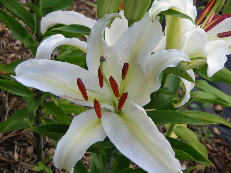 Lilium auratum Goldband lily Z 5-8 - Heritage Flower Farm