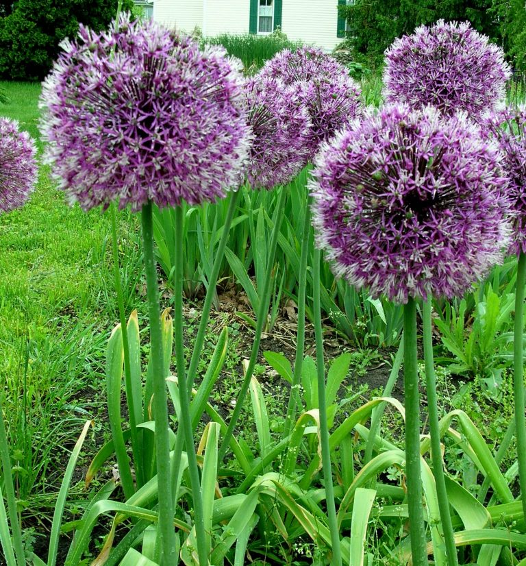 Allium rosenbachianum Z 59 Heritage Flower Farm