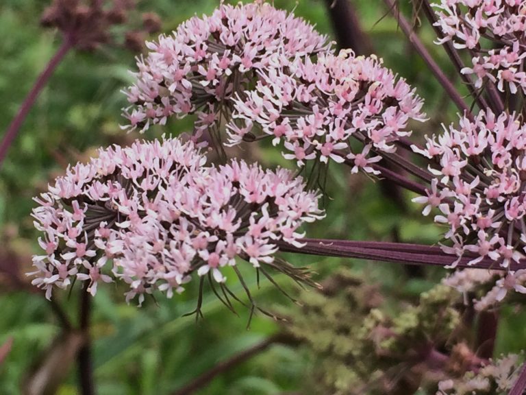 Angelica sylvestris ‘Purpurea’ Wild Angelica Self-seeding Biennial Z 4 ...