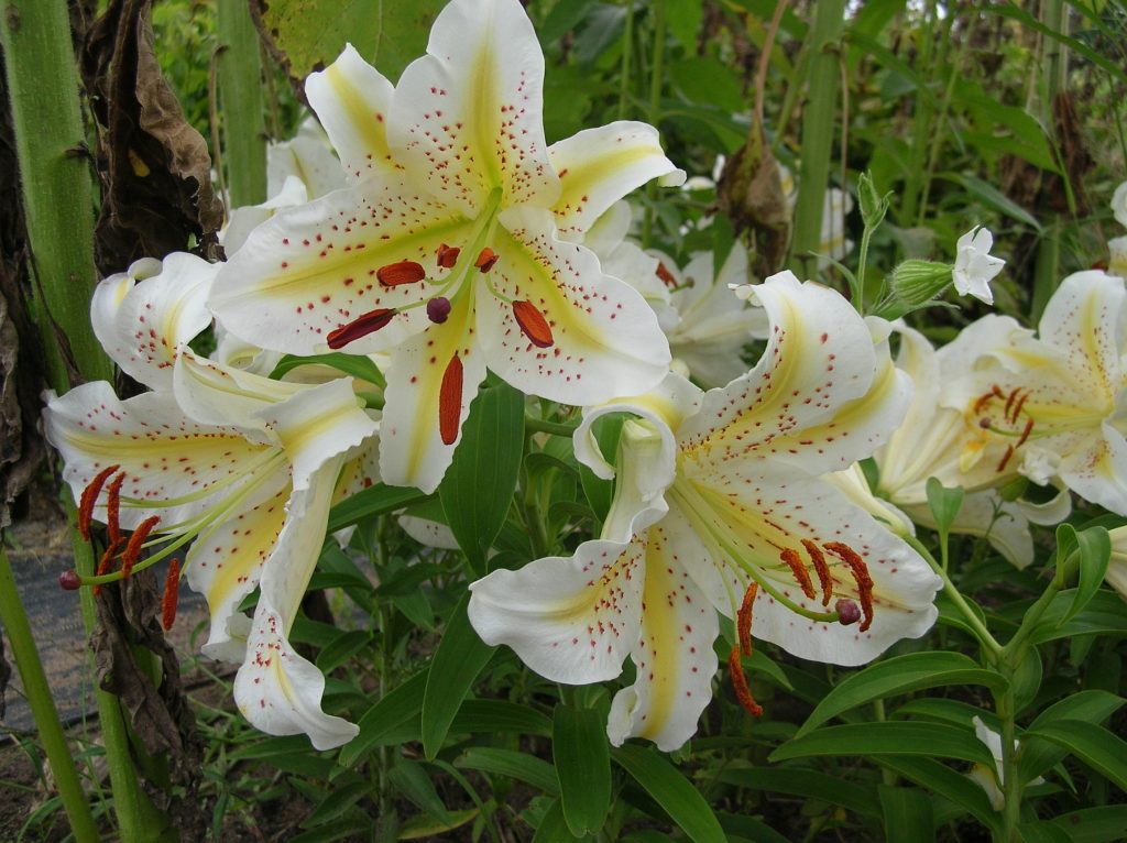 “queen Of The Lilies” Heritage Flower Farm 3625