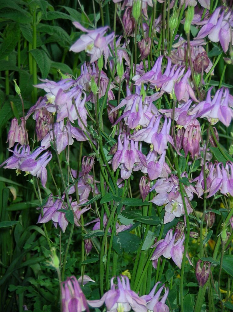 Aquilegia Vulgaris Columbine Granny’s Bonnet Z 3 10 Heritage Flower Farm