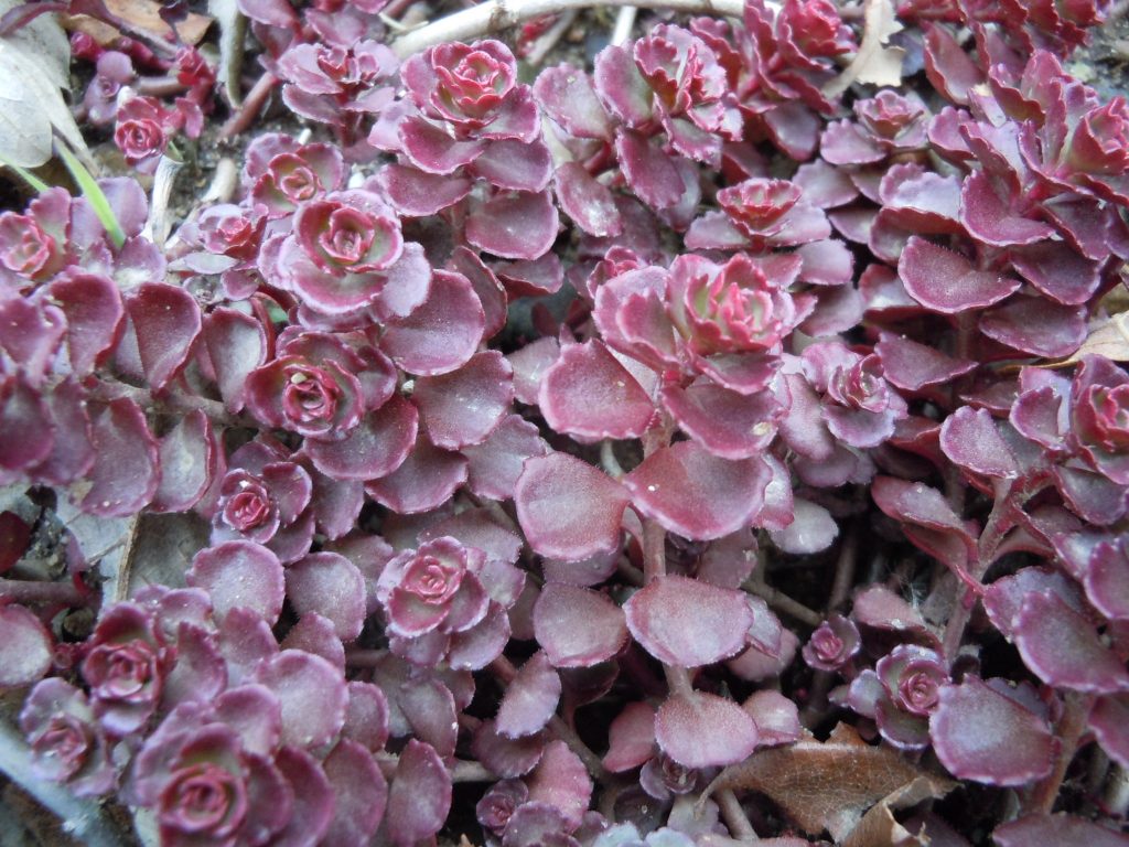 Sedum spurium ‘Coccineum’ Dragon’s blood Z 4-9 - Heritage Flower Farm