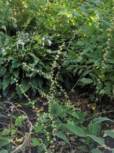 Polygonum virginianum syn. Persicaria virginiana Jumpseed Z 4-8 ...