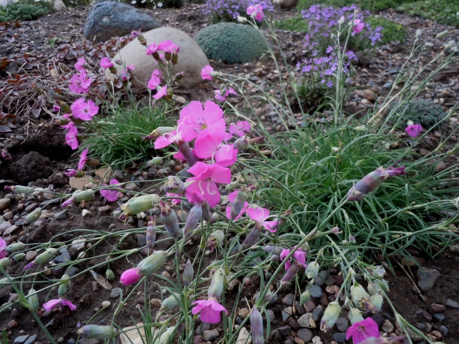 Dianthus sylvestris Woodland pink Z 4-8 - Heritage Flower Farm